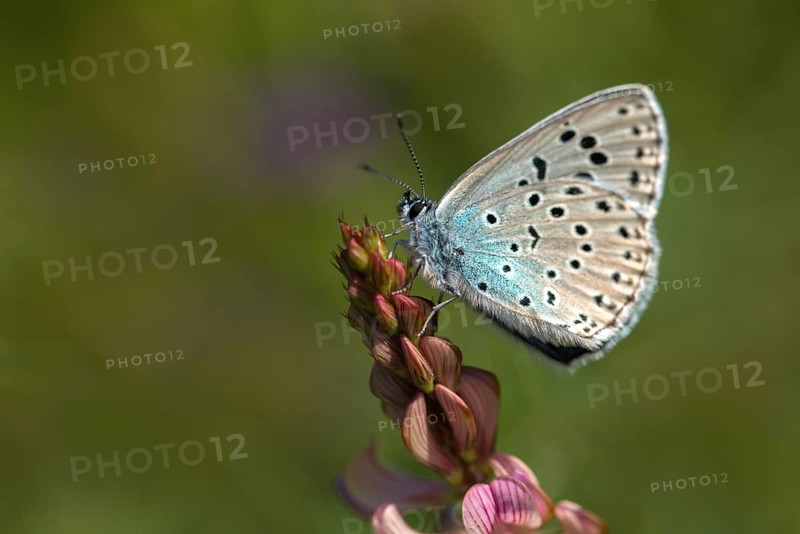 Ant blue, glaucopsyche arion, large blue, maculinea arion, phengaris arion, quendel ant blue, thyme ant blue, butterfly, insects, butterfly, butterflies, butterflies
