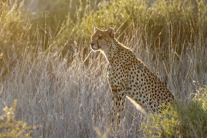 Cheetah (Acinonyx jubatus). Female in the early morning. Kalahari Desert, Kgalagadi Transfrontier Park, South Africa