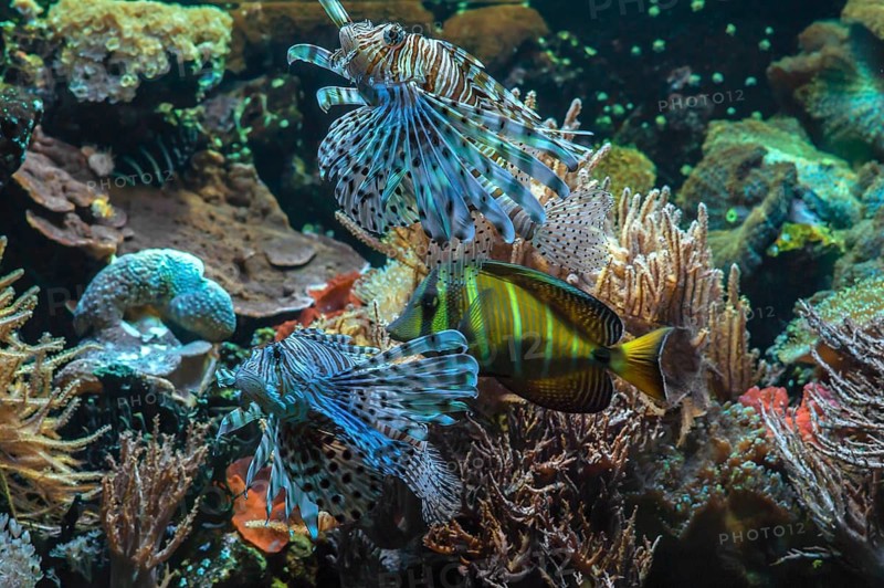 A view into an aquarium at the Tiergarten: lionfish (Pterois volitans) in the centre of the aquarium, alongside sailfin surgeonfish, captive, Nuremberg, Middle Franconia, Bavaria, Germany. PR available