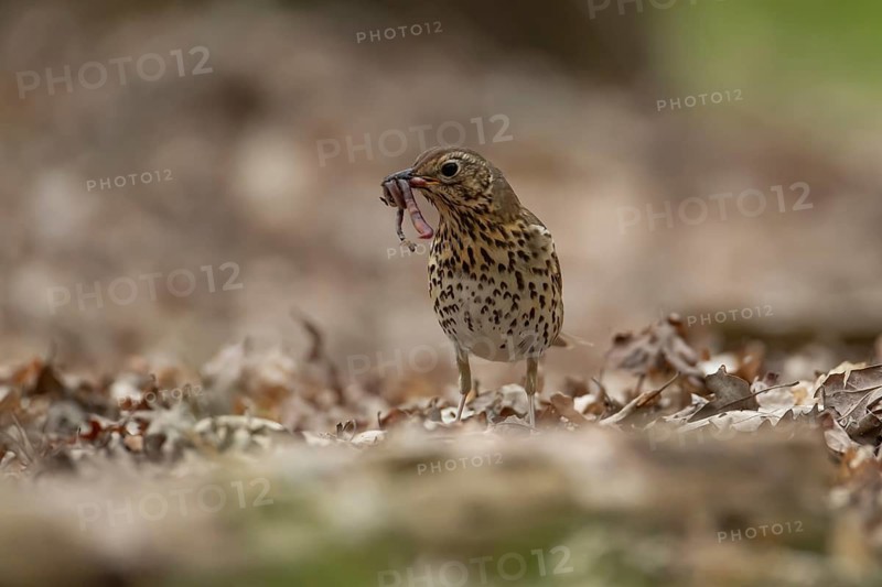 Song thrush (Turdus philomelos) adult garden bird with worms for food in its beak on a woodland floor, England, United Kingdom