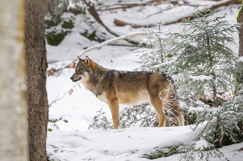 European gray wolf (Canis lupus lupus) standing in a forest in winter, snow, Bavaria, Germany