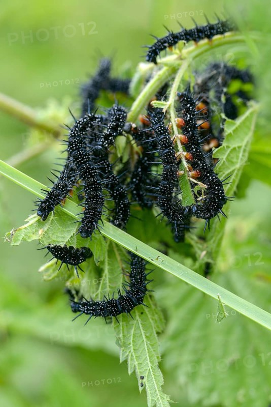 Aglais io, Inachis io, Nymphalis io, peacock, peacock, butterfly, high size, portrait, inchworm, insects, caterpillar, butterfly, butterfly, butterflies