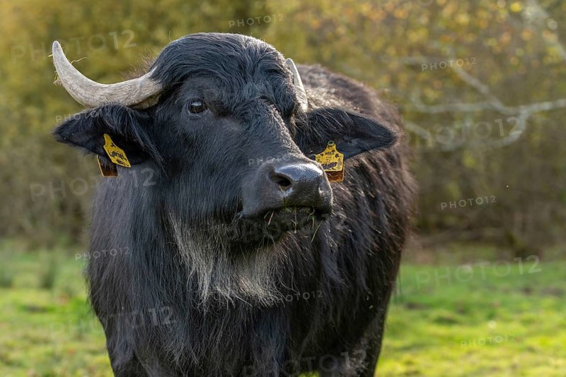 Bavaria, Bubalus Arnee, Even-töd Ungulate, Upper Palatinate, Paarhufer, Tirschenreuth, Waldnaab, Waldnaabaue, water buffalo, wild willows Waldnaabaue, extensive grazing, mammals, mammals