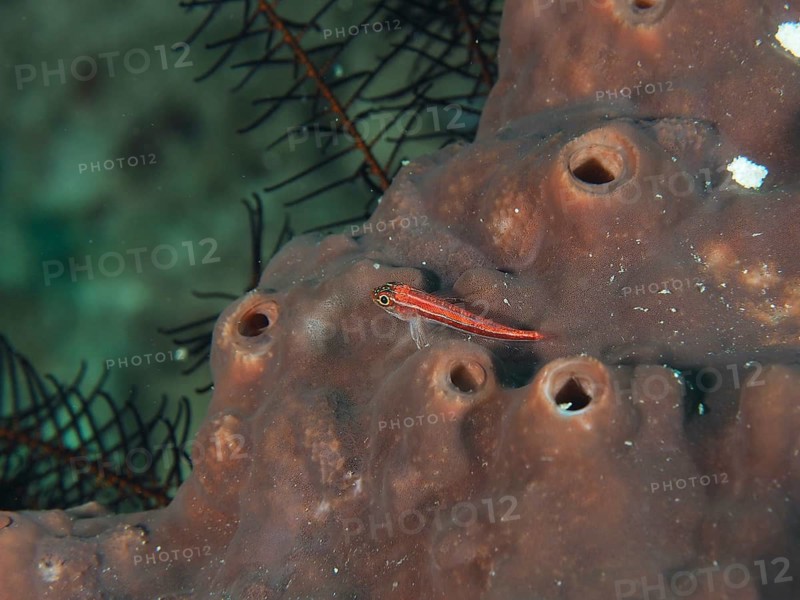 A small red fish, the striped threefin wrasse (Helcogramma striata), on a brown sea sponge, at the Spice Reef dive site, Penyapangan, Bali, Indonesia