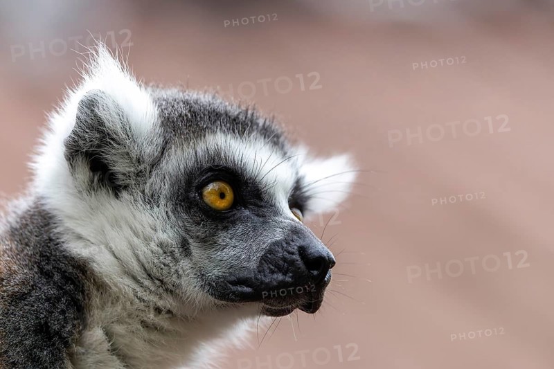 Lemur seen in profile with an intense gaze and distinctive fur, ring-tailed lemur (Lemur catta), portrait, in captivity, Apenheul, Netherlands