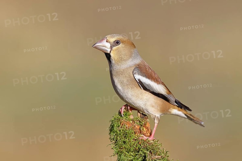 Hawfinch (Coccothraustes coccothraustes), female, perched on a moss-covered branch, North Rhine-Westphalia, Germany