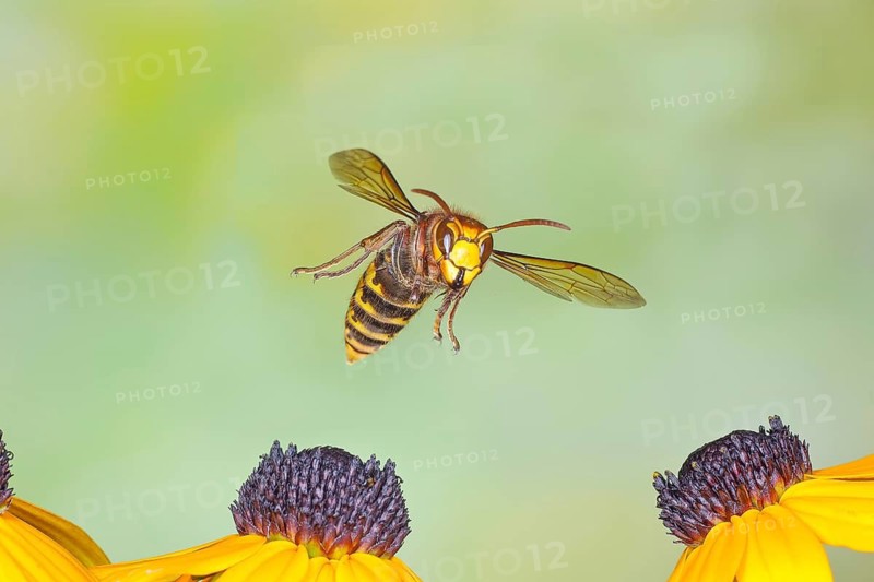 Hornet (Vespa crabro), in flight over the flowers of the yellow coneflower (Echinacea paradoxa) – wildlife, high-speed nature photography, insects, hornets, Siegerland, North Rhine-Westphalia, Germany