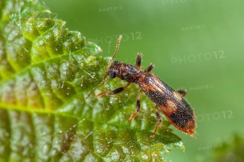 Furry checkered beetle, Opilo mollis, beautiful beetle, beetle, coleoptera, insects, beetles