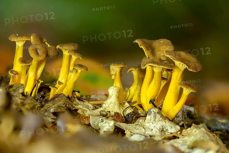 Cantharellus infundibuliformis, craterellus tubaeformis, pierced larch, funnel chanterelle, yellow-stemmed trumpet chanterelle, autumn chanterelle, trumpet chanterelle, yellowfoot, fungi, mushrooms, winter mushroom