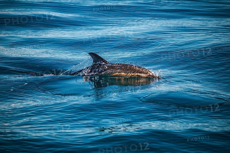 A dolphin glides through the glistening surface of the blue ocean: a short-beaked common dolphin (Delphinus delphis) in the Atlantic off the Algarve, Portugal