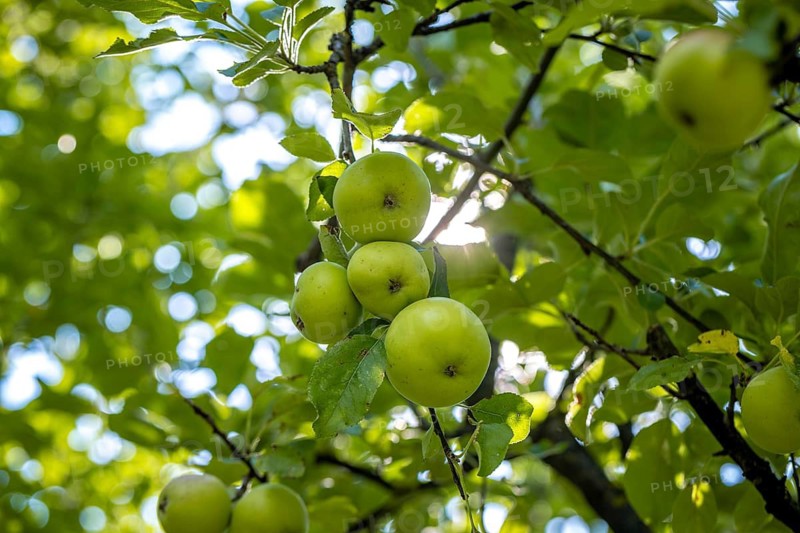 Apples (Malus) on a tree, framed by green foliage in the sunshine, Ternitz, Lower Austria, Austria