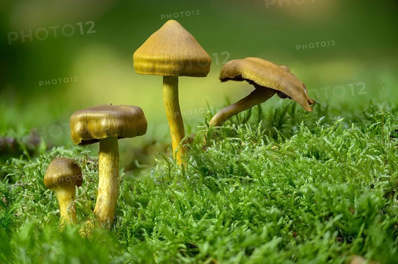 Blood-leafed skin head, blood-red skin head, Cortinarius semisanguineus, dermocybe semisanguinea, fungi, mushrooms, red-gilled webcap, surprise webcap