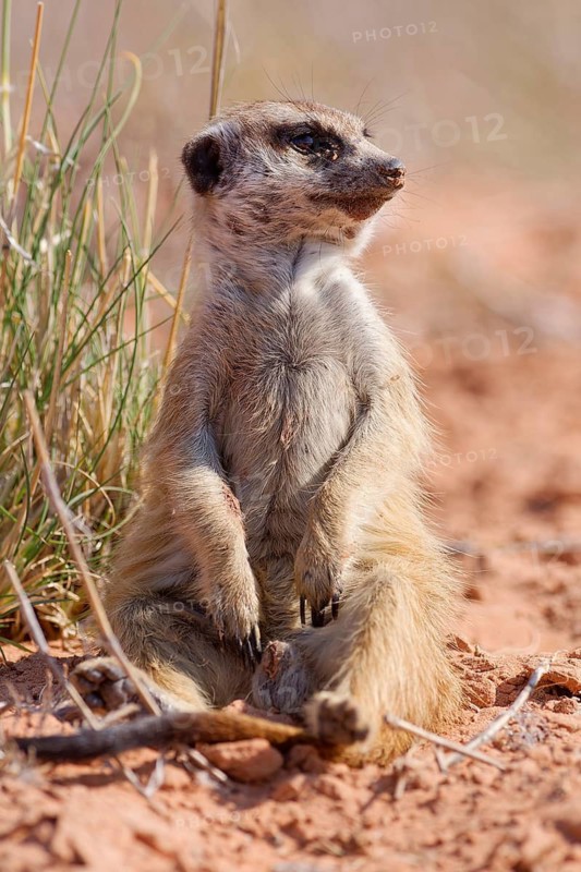 Meerkat (Suricata suricatta), adult sitting upright, face covered in sand, on the lookout, alert, animal portrait, Kgalagadi Transfrontier Park, Northern Cape, South Africa
