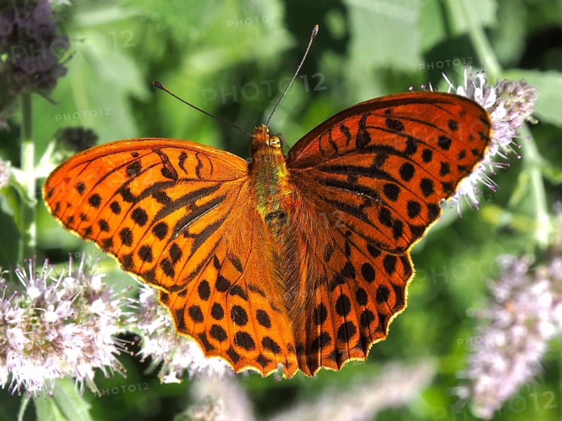 An orange butterfly with outstretched wings, the Emperor (Argynnis paphia), on a white flower in the countryside, Hüttchopf, Tösstal, Canton of Zurich, Switzerland