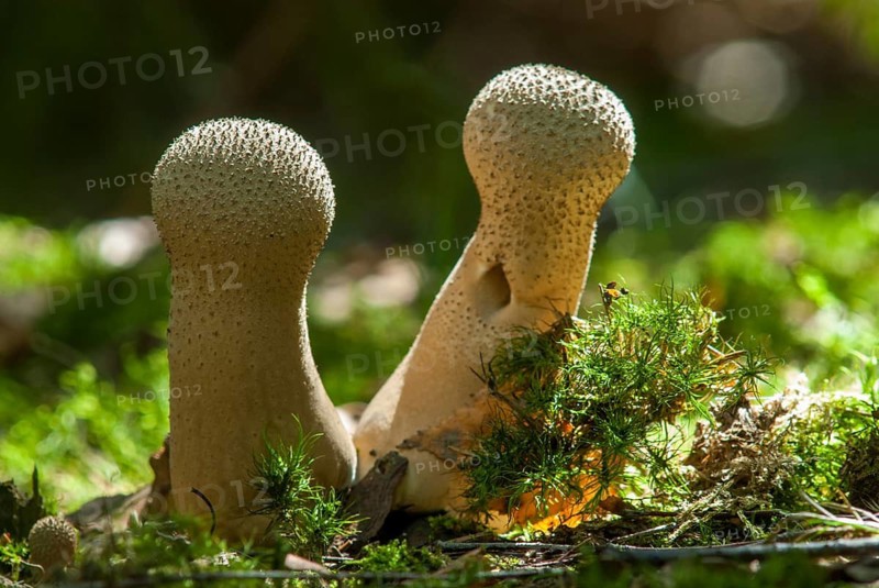 Bottle bovist, bottle dust, lycoperdone perlatum, dust, common puffball, devil's snuff box, fungi, fungus, gem-studded puffball, mushrooms, warted puffball