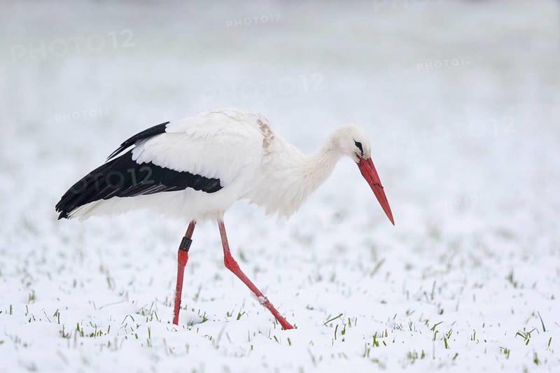 White Stork (Ciconia ciconia) foraging in snow, North Rhine-Westphalia, Germany