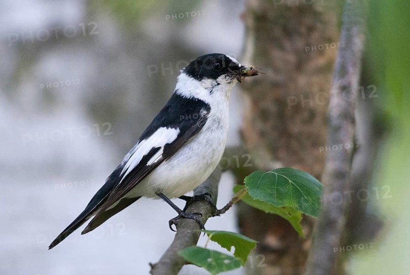 Collared flycatcher, ficedula albicollis, collared snapper, birds, passeri, songbirds, birds