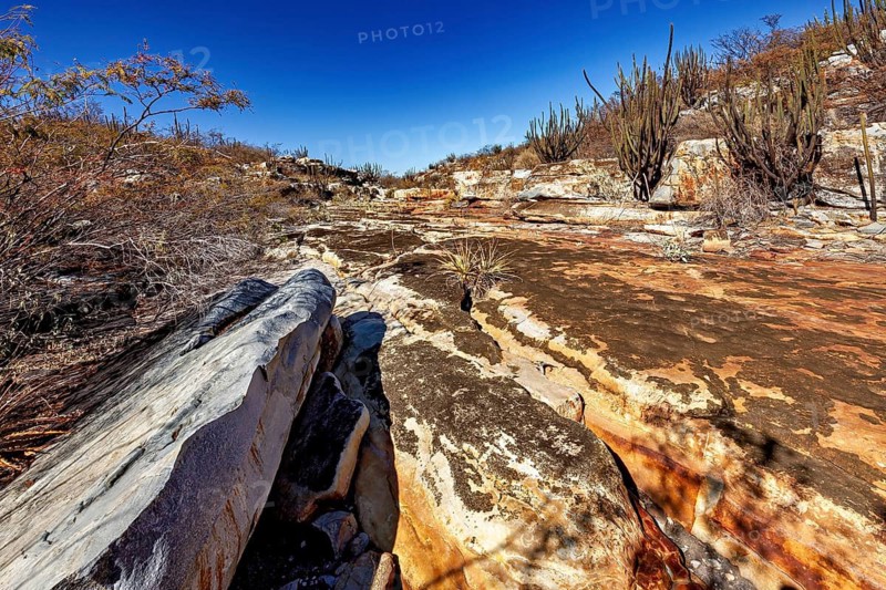 Rocky desert landscape with cacti, dry bushes under clear skies, the thornshrub savanna in the Caatinga countryside in the federal states of Pernambuco and Bahia in Brazil