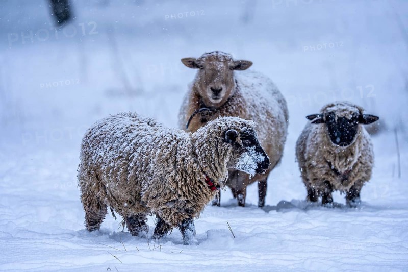 Winter weather, blowing snow, sheep on a snowy pasture, looking for food, thick fur, Elfringhauser Schweiz, near Hattingen, North Rhine-Westphalia, Germany