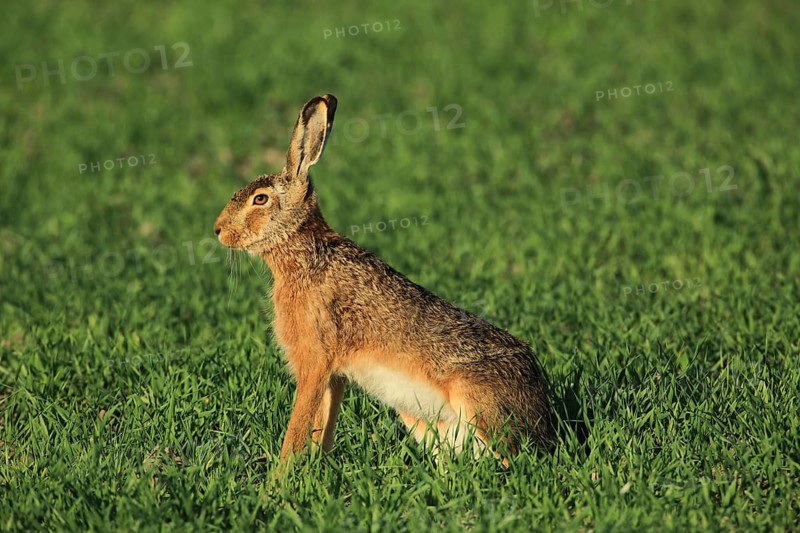 Portrait of a hare sitting alertly in thick grass, a European hare (Lepus europaeus) sitting in a green meadow, Mannheim, Baden-Württemberg, Germany