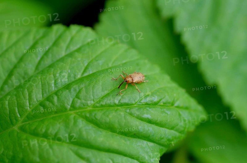Long-armed Pintail (Dorytomus longimanus), small, close-up, proboscis, The light brown beetle sits on a green leaf