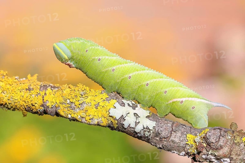 Evening Peacock (Smerinthus ocellata), caterpillar climbing a branch, hawk-moths, insects, moths, butterflies, animals, other animals, Siegerland, North Rhine-Westphalia, Germany