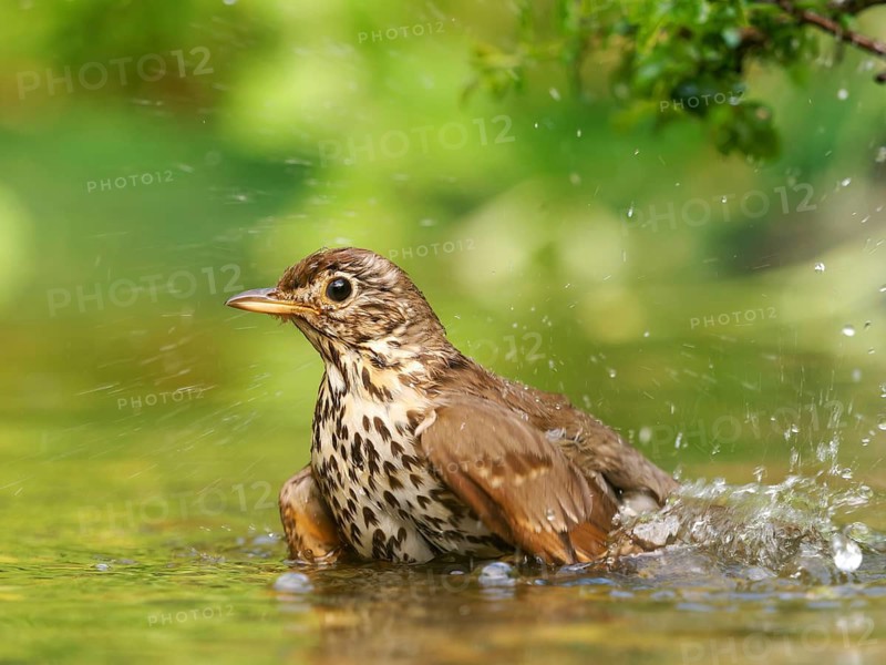 Song thrush (Turdus philomelos) bathing in shallow water with water droplets, Solms, Hesse, Germany