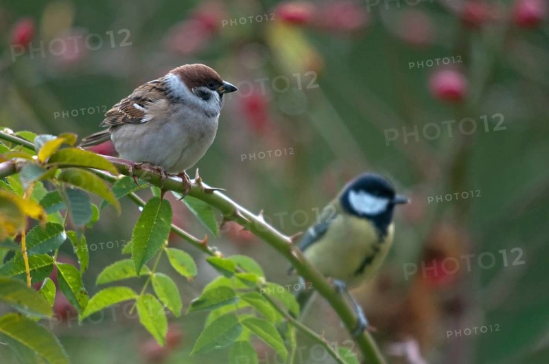 Tree Sparrow, Great Tit, Dog Rose, Great Tit, Parus Major, Passer Montanus, Rosa Canina, Rosaceae, Rose Family, Sparrow, Autumn, Birds, Dog Rose, Flora, Hedge, Autumn, Titanus, Passeri, Plants, Songbirds, Sparrow, Sparrow, Sparrow, Sparrow, Sparrow, Sparrow, Sparrow, Sparrow, Sparrow, Sparrow, Sparrow, Sparrow, Sparrow, Sparrow