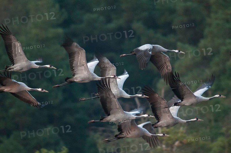 2010, Brandenburg, Crane, Germany, Grus Grus, Crane, Nabu, national natural heritage, natural paradise Grünhaus, post-mining landscape, birds, flying, flight, gruidae, gruiformes, greenhouse, cranes, waitbirds, birds