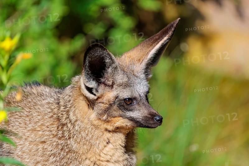 Portrait of a Bat-eared fox (Otocyon megalotis) on a sunny day. Sudan, Ethiopia, Somalia, Uganda, Kenya, Tanzania, Angola, Namibia, Botswana, South Africa, Mozambique, Zimbabwe