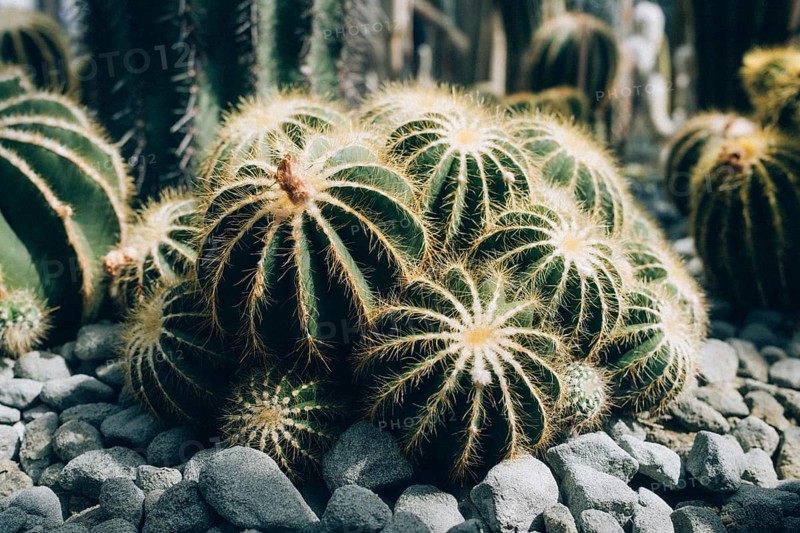 Notocactus magnificus (Parodia magnifica), also known as the balloon cactus, Überlingen on Lake Constance, Lake Constance district, Baden-Württemberg, Germany