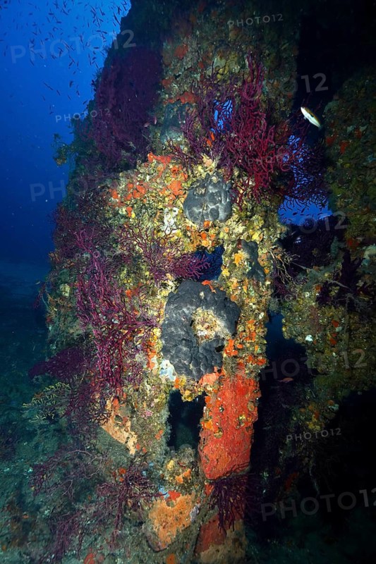 A colourfully encrusted rudder from an underwater wreck, covered in lush coral and violescent sea-whips (Paramuricea clavata), at the Le Grec wreck dive site, Giens Peninsula, Provence-Alpes-Côte d'Azur, France