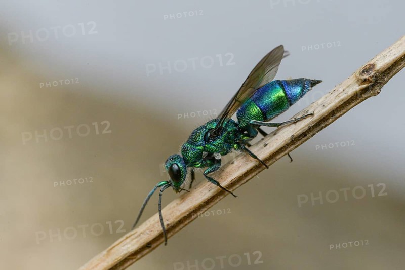 Blue golden wasp, cyan jewel wasp, golden wasp, hymenoptera, trichrysis cyanea, insects, insects