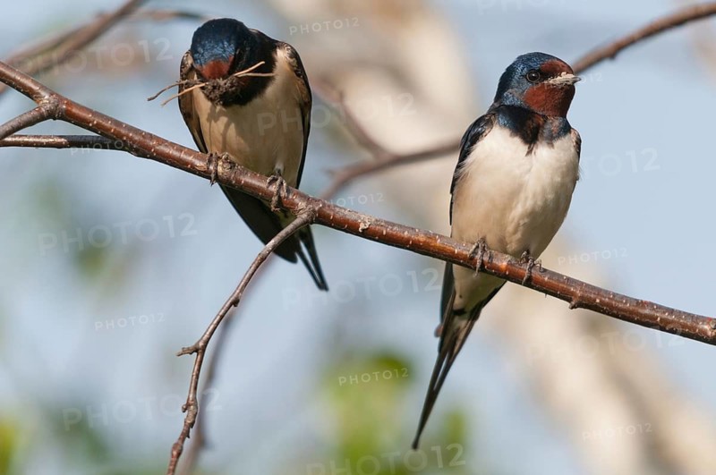 Hirundo rustica, house martin, swallow, birds, nest building, passeri, swallows, songbirds, songbirds, birds