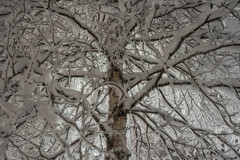 Snowy birch, Gällivare, Norrbotten, Lapland, Sweden, December 2023