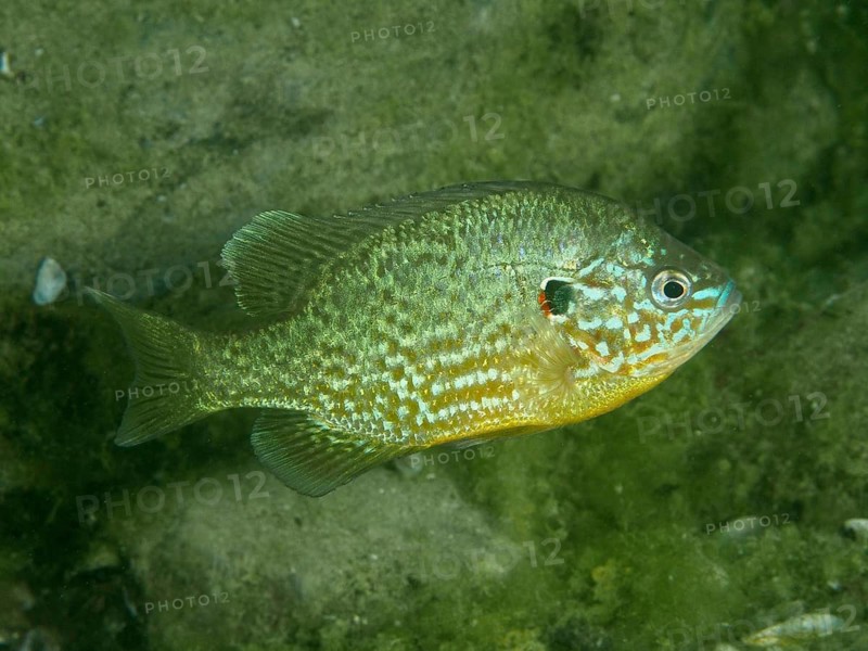 A cichlid with a colourful pattern, the pumpkinseed sunfish (Lepomis gibbosus), swimming in the water at the Baumgärtli dive site, Lake Zug, Lake Immen, Canton of Schwyz, Switzerland