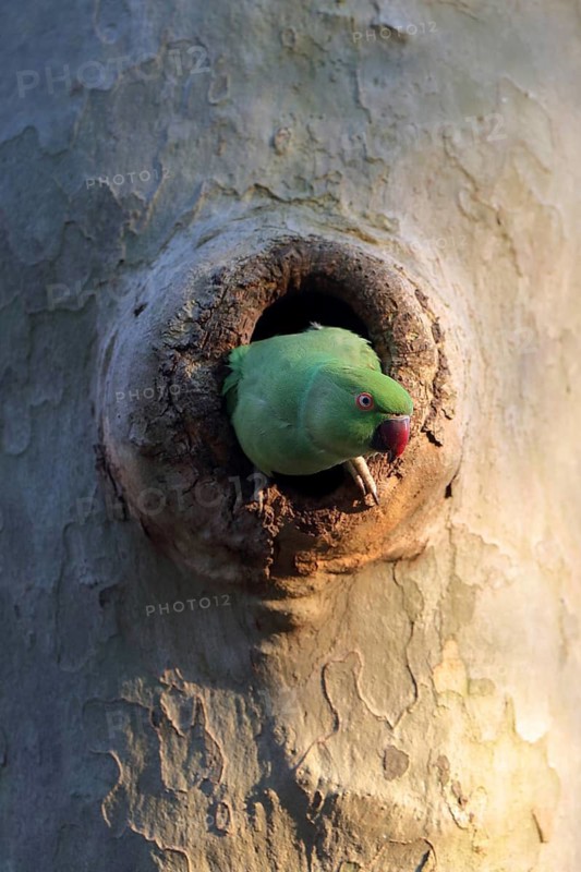 A curious parrot peeks out of a tree hollow and surveys its surroundings: a ring-necked parakeet (Psittacula krameri), adult, nesting hollow, Luisenpark, Mannheim, Baden-Württemberg, Germany
