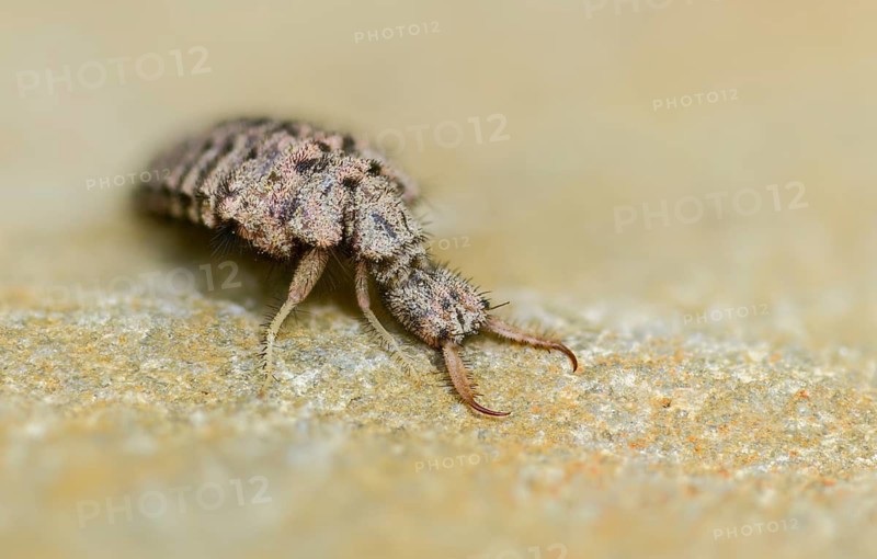 Ant maids, ant lion, Euroleon nostras, spotted winged ant maid, Myrmeleontidae, Neuroptera, Suffolk antlion, insects, larva, larva, reticulated