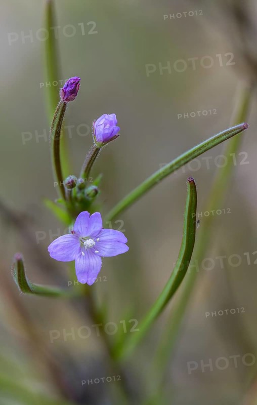 Epilobium parviflorum, hoary willowherb, small flowered fireweed, flora, high size, portrait, plants, fireweed