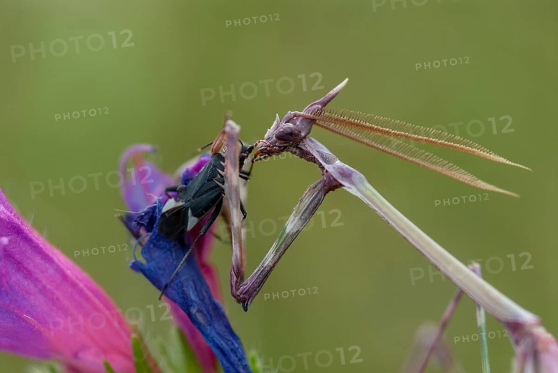Empusa pennata, crested mantis, Conehead mantis, Extremadura, mantis, insects, Spain