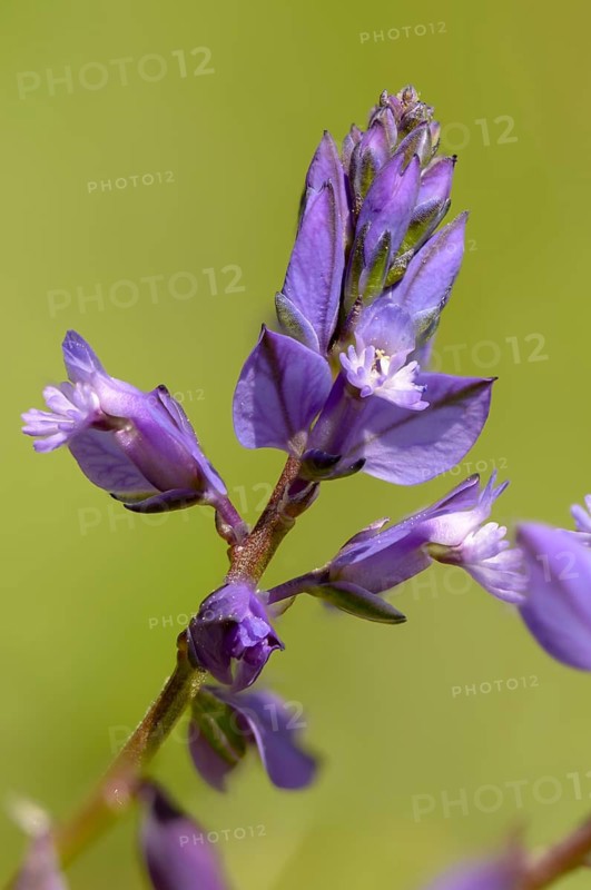 Common cruciferous, common cruciferous, cruciferous, cruciferous, cruciferous plant, polygala vulgaris, polygalaceae, common milkwort, flora, high size, vertical format, plants, plants