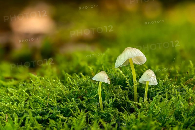 Stretchy helmet, rubber helmet, mycena epipterygia, mycena epipteryhia, fungi, fungi, yellowleg bonnet, skinned helmet