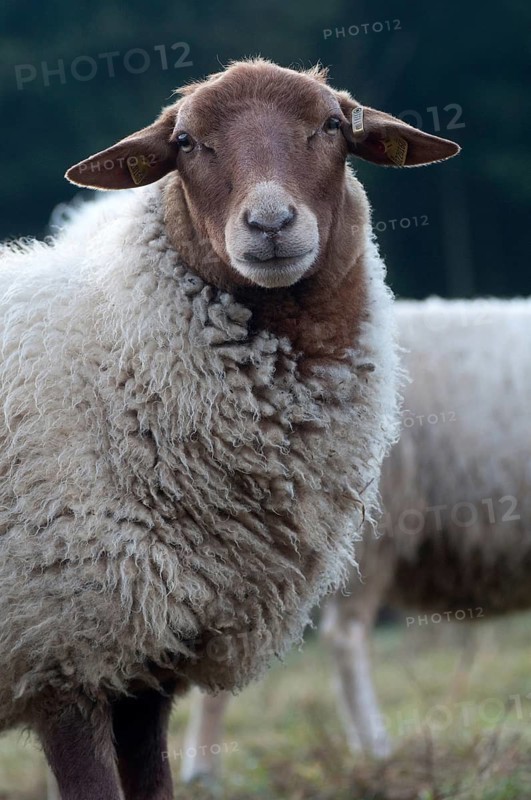 Artiodactyla, Coburg fox sheep, domestic sheep, even-toed ungulate, house sheep, Ovis Gmelini aries sspec.4, cloven-hoofed, domesticated animals, extensive grazing, pet, high size, portrait format, mammals, sheep, sheep, mammals, wild pastures
