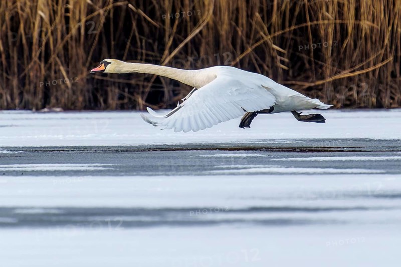 Mute swan (Cygnus olor), wildlife, Germany. A swan flies at low altitude just above a frozen body of water