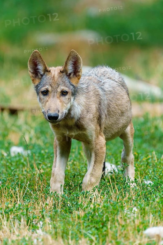 Timberwolf, wolf, American wolf (Canis lupus lycaon), Germany. A young wolf stands in a field of grass, looking alert