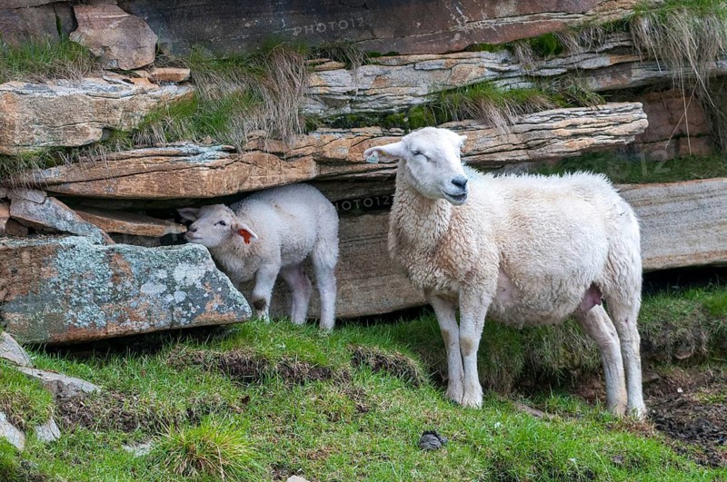 Artiodactyla, domestic sheep, even-toed ungulate, domestic sheep, Norway, Ovis Gmelini aries, cloven-hoofed, varanger, countries, domesticated animals, pet, landscape, countries, mammals, travel, sheep, mammals, travels