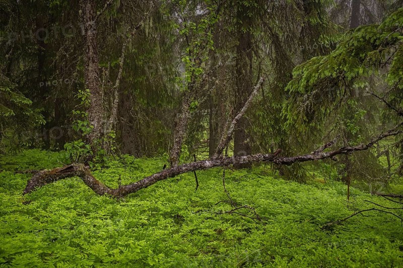 View of weathered birch trees in a dense forest in rain, Gol, Halligdal, Buskerud, Norway
