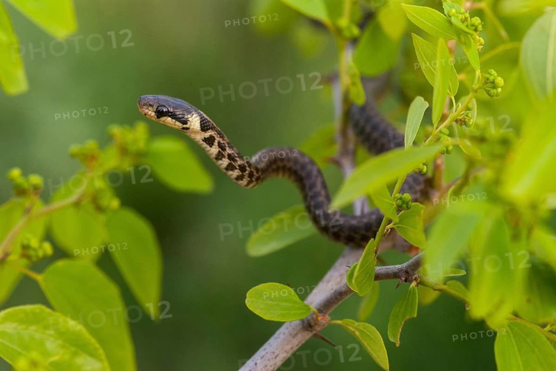 Aesculapian snake, Elaphe longissima, Zamenis longissimus, Bulgaria, critters, FFH, adolescent, juvenile, reptilia, reptilia, reptiles, snakes, snakes, aesculapian snake