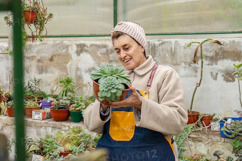 Happy older woman wearing a pink knit headband and denim apron smiles warmly while holding a large echeveria succulent in a terracotta pot inside her home greenhouse