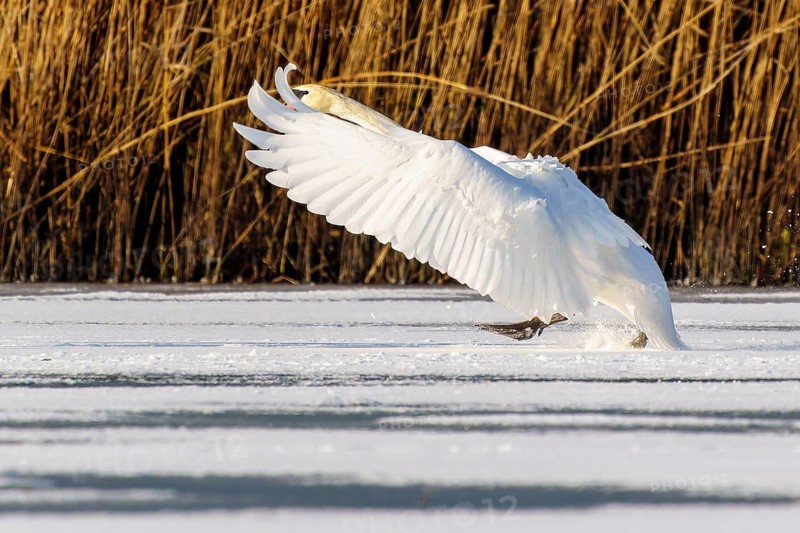 Mute swan (Cygnus olor), wildlife, Germany. A swan glides elegantly across the ice with its wings outstretched